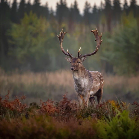 Hunting